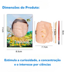 Kit Educativo de Escavação de Fóssil de Dinossauro – Modelo para Montar