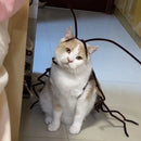 Fantasia de Barata Realista para Gatos
